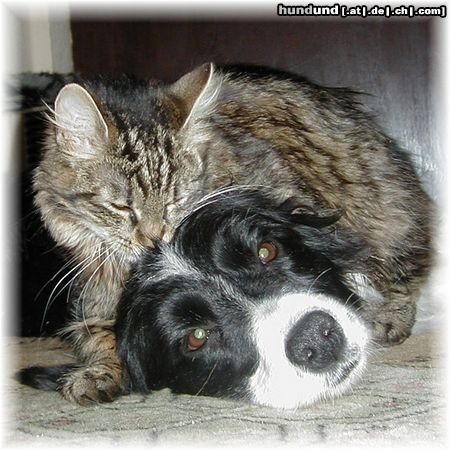 Border Collie Hunde Foto 9556 Border Collie SKy und Kleinkatz