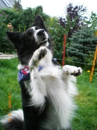 Border Collie Hunde Foto 34527 Border Collie