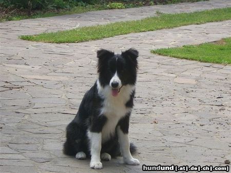 Border Collie Hunde Foto 22988 Border Collie Tomsohn Spookie