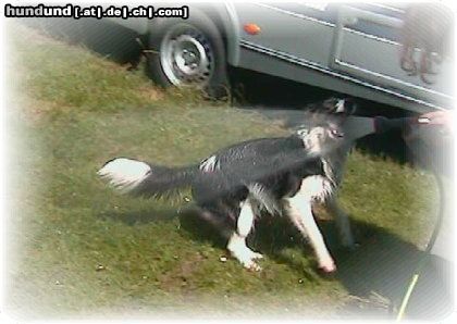Border Collie Hunde Foto 7912 Border Collie Macht das Spaß!!!