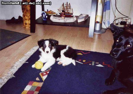 Border Collie Hunde Foto 7913 Border Collie mit meinem grossen Freund