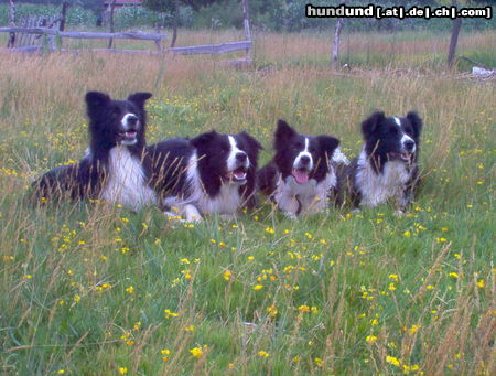 Border Collie Hunde Foto 25448 Border Collie Paco,Whisky,Emily und Liza