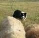 Border Collie Hunde Foto 34196 in höherer Auflösung ansehen Border Collie