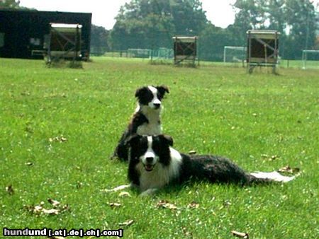 Border Collie Hunde Foto 14476 Border Collie Tom und Cody nach dem Schwimmen