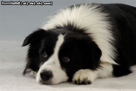 Border Collie Hunde Foto 11012 Border Collie ...können diese Augen lügen?