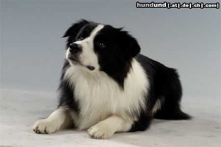 Border Collie Hunde Foto 11013 Border Collie Tom