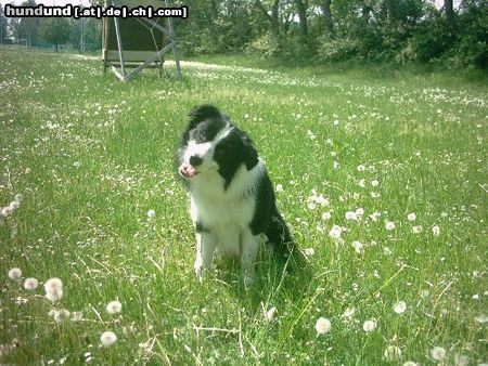 Border Collie Hunde Foto 6484 Border Collie Tom 2Jahre