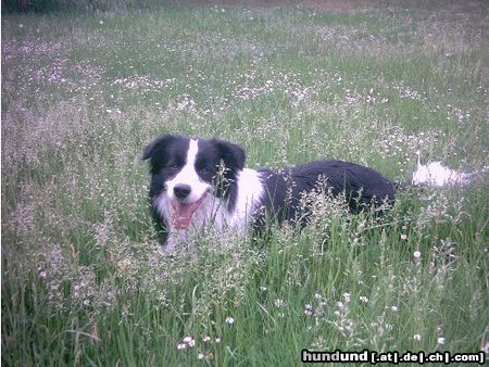 Border Collie Hunde Foto 7060 Border Collie Tom im Sommer beim Relaxen
