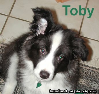 Border Collie Hunde Foto 6777 Border Collie Toby - 12 Wochen alt