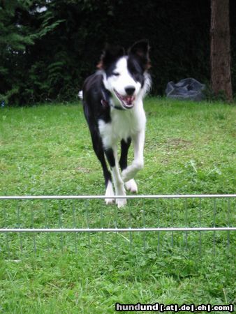 Border Collie Hunde Foto 16841 Border Collie Häschen hüpf