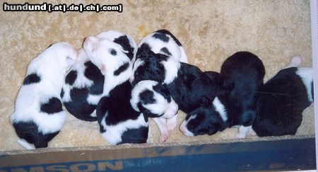 Border Collie Hunde Foto 3341 Border Collie Buddys Welpen