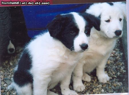 Border Collie Hunde Foto 3342 Border Collie Buddys Welpen2