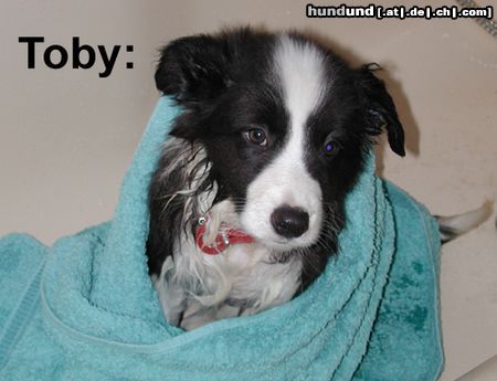 Border Collie Hunde Foto 6230 Border Collie Ach so, wer sich im Schlamm suhlt, muss wohl baden!