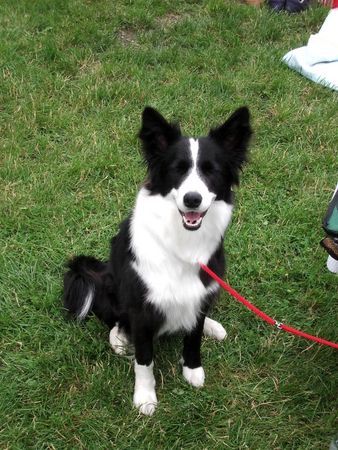 Border Collie Hunde Foto 27820 in höherer Auflösung ansehen Border Collie Bitte lächeln