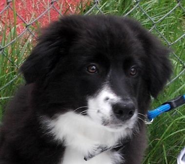 Border Collie Hunde Foto 27819 in höherer Auflösung ansehen Border Collie Schau mal