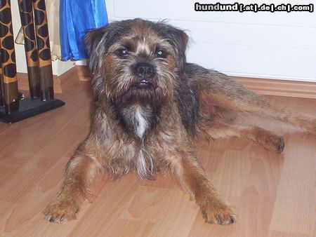 Border Terrier Unser Paul