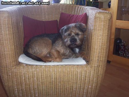 Border Terrier Hunde Foto 16497 in höherer Auflösung ansehen Border Terrier Paul aus Hamburg