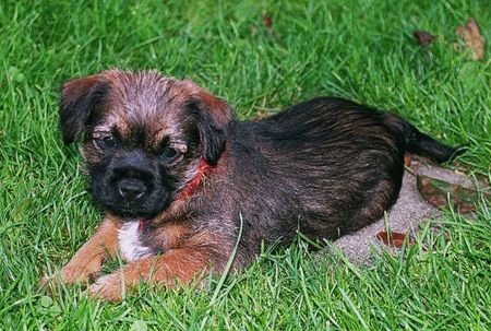 Border Terrier Ganya vom Volapük