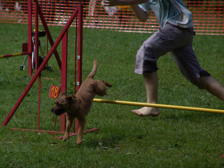 Border Terrier Alina beim Agility Tunier  (Aktion purrrrrr)