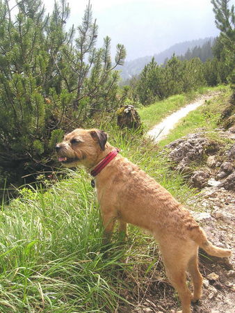 Border Terrier unser Berg-Fex