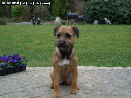 Border Terrier Stella