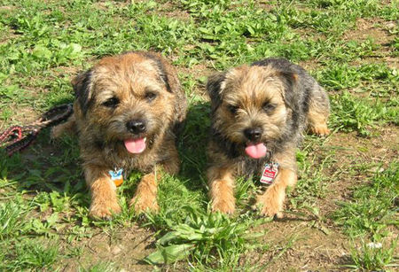 Border Terrier Arnie & Gioia of Magic Melody