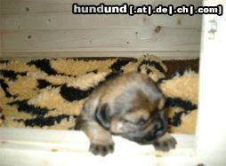 Border Terrier Hunde Foto 3790 Border Terrier April's Baby Bonnie geb.04.05.03 - hier 2 Wochen