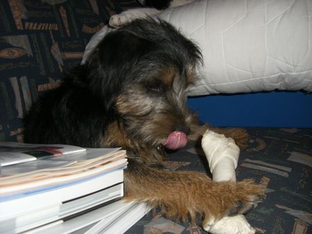 Border Terrier Holly liebt Kauknochen......