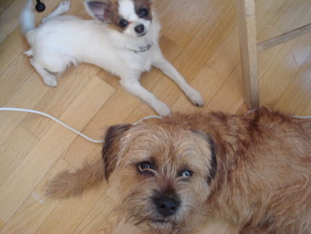 Border Terrier Tessy und ihr bester Freund