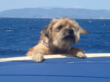 Border Terrier Tessy und das weite Meer