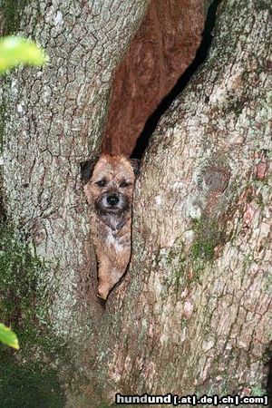 Border Terrier Ganja vom Volapük