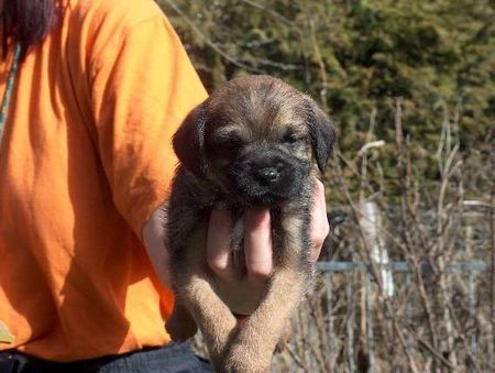 Border Terrier Klein-Jerry (Briarhill\\\'s Fasty) bei der Züchterin zu Hause