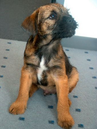 Border Terrier Jerry (Briarhill's Fasty), 10 Wochen alt