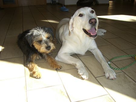Border Terrier Die besten Freundinnen der Welt: Holly & Tinka