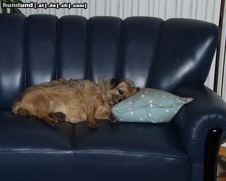 Border Terrier .. also - das Jagen und Rattenbeissen war heute doch zu anstrengend für meinen Geschmack!!  :-)