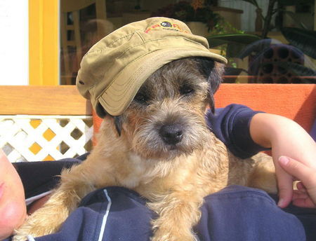 Border Terrier Hunde Foto 41954 in höherer Auflösung ansehen Border Terrier lilli-marlene