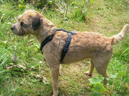 Border Terrier Hunde Foto 41953 in höherer Auflösung ansehen Border Terrier lilli-marlene
