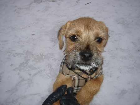 Border Terrier Tessy gibt Pfote