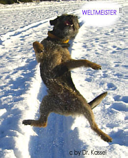 Border Terrier Handball-Weltmeister Tano