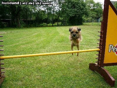 Border Terrier Hunde Foto 22006 Border Terrier beim agility