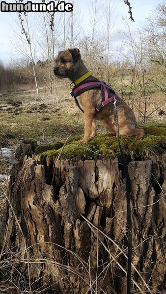 Border Terrier Olympia v.d. Torfmoorseen im Wald