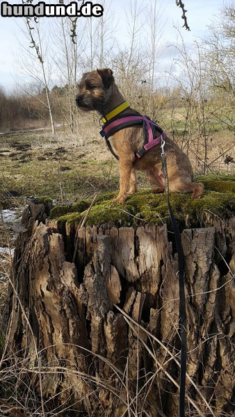 Border Terrier Hunde Foto 47565 Border Terrier Olympia v.d. Torfmoorseen im Wald