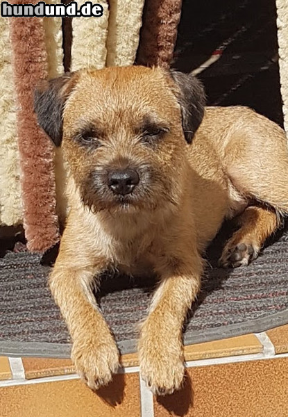 Border Terrier Hunde Foto 47618 Border Terrier Xilo 16 Monate alt