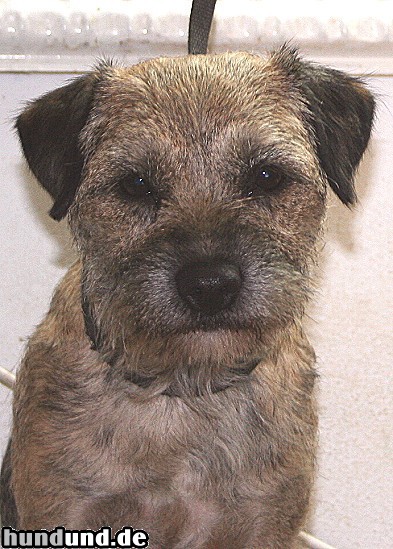 Border Terrier Hunde Foto 47232 Border Terrier Wilde mag eben Bälle zu jeder Gelegenheit und das ist meine beste Freundin