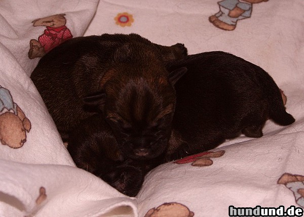 Border Terrier Hunde Foto 47250 Border Terrier 2 Winzlinge