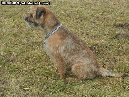 Border Terrier Hunde Foto 19839 Border Terrier als hätten wir's geübt!!