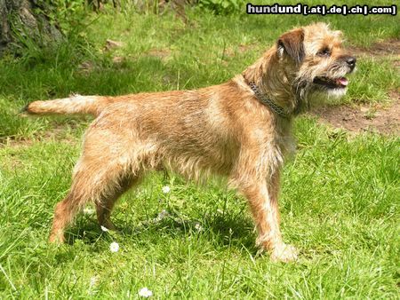 Border Terrier Hunde Foto 24100 in höherer Auflösung ansehen Border Terrier wer ist der schönste??