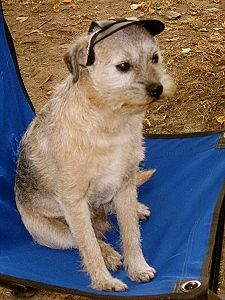 Border Terrier Ich führe in der 