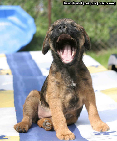 Border Terrier Hundemüde