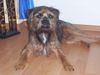 Border Terrier Hund